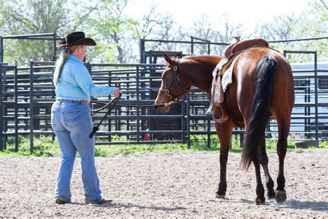 Thunderbird Equine LLC - Colorado. . Horse trainers in texas